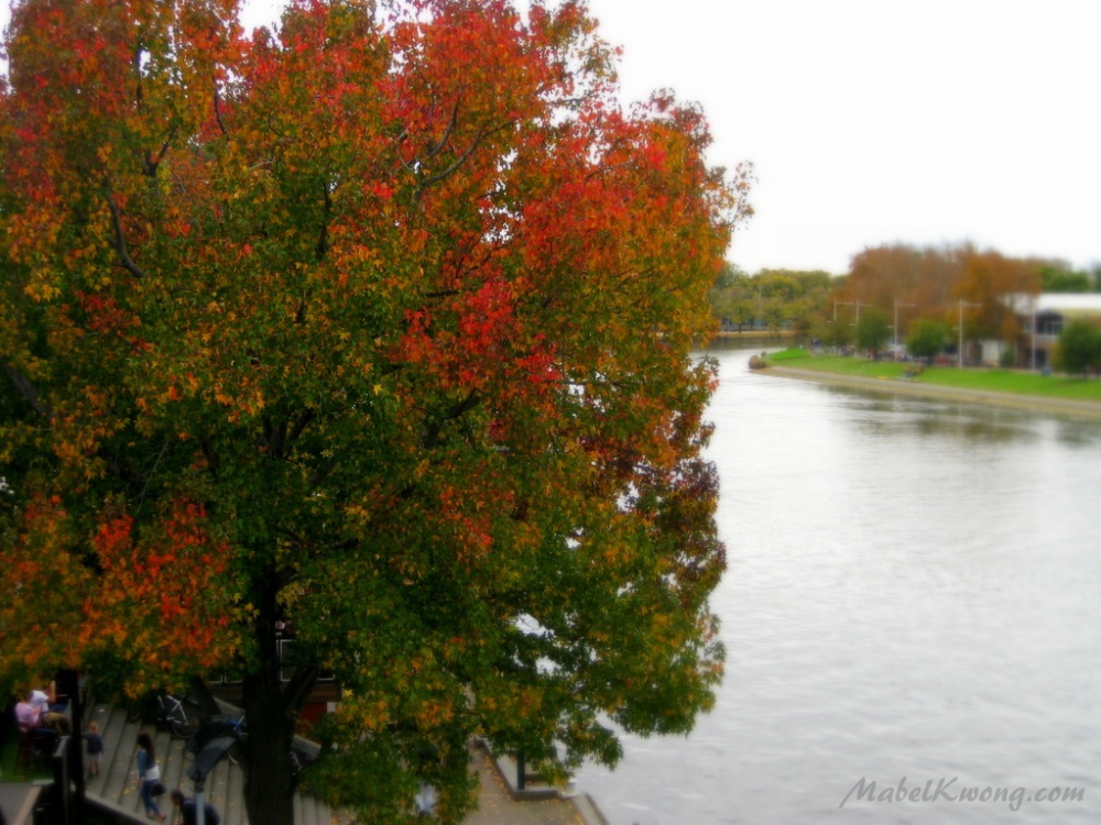 Autumn along the Yarra River. Stories change. Seasons change (Photo 2/2)