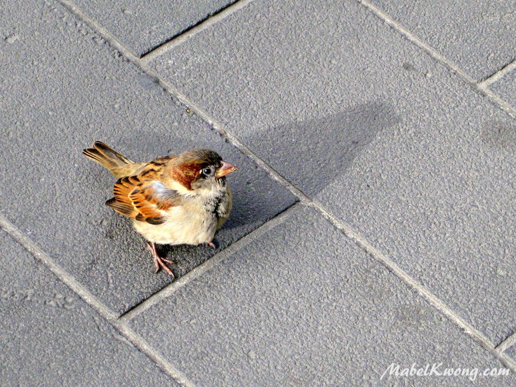 Look up, be confident and dream. We are always taller than we think we are | Weekly Photo Challenge: Dreamy.