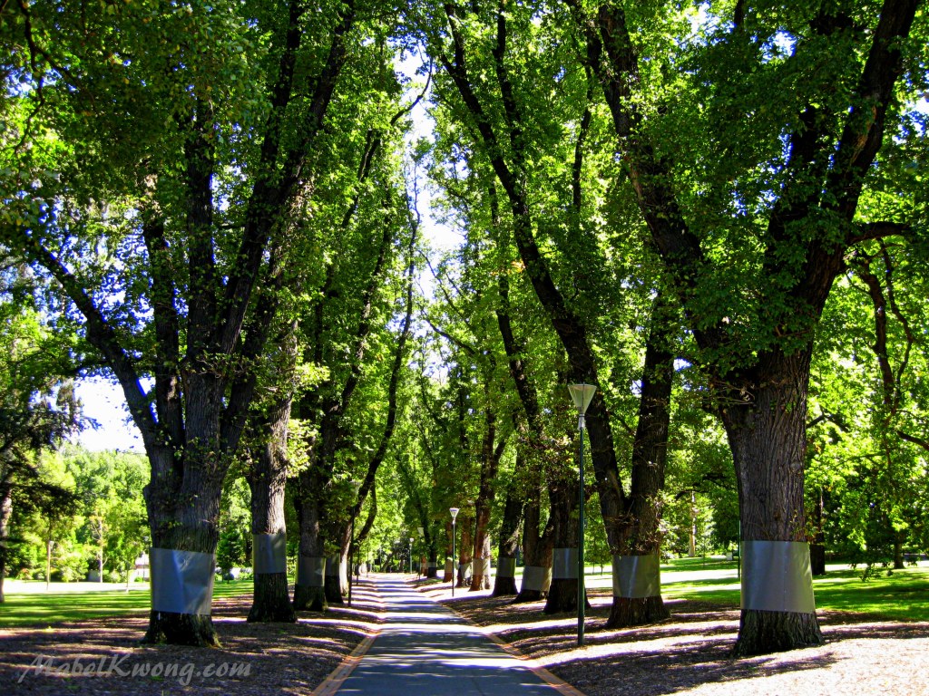 Neat lines of trees. Not one of them out of place | Weekly Photo Challenge: Converge.