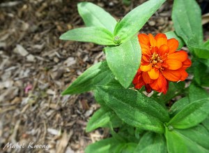 As we learn and get smarter about life, we feel more confident and let our true selves shine through | Weekly Photo Challenge: Orange.
