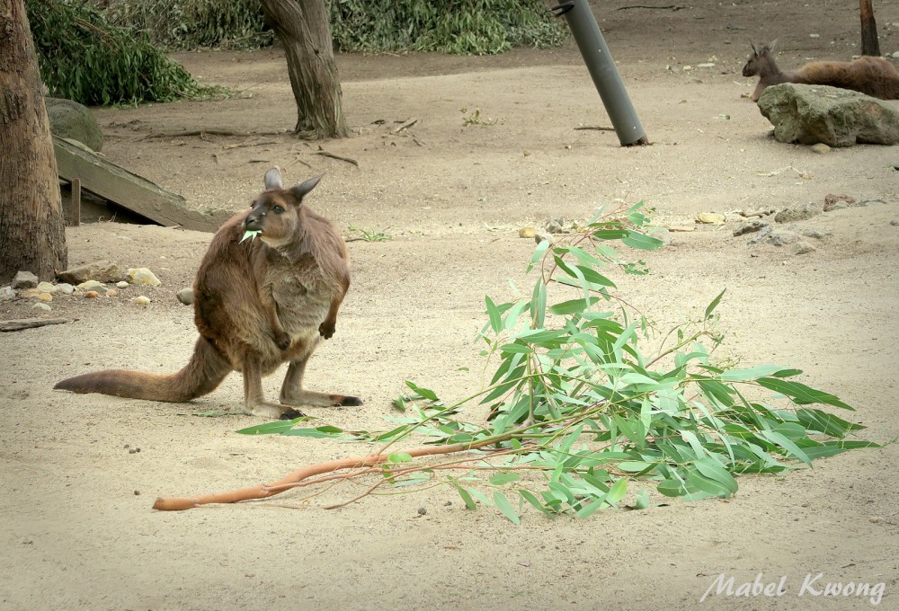 Hungry wallaby. They look like kangaroos.