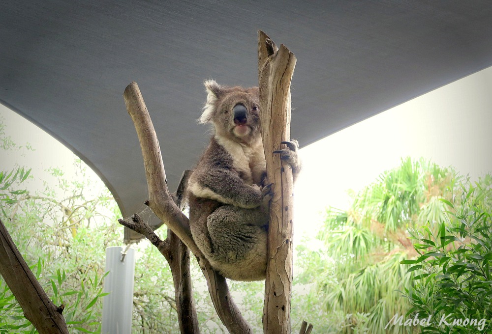 Many Australians see the koala as our unofficial animal | Weekly Photo Challenge: Optimism.