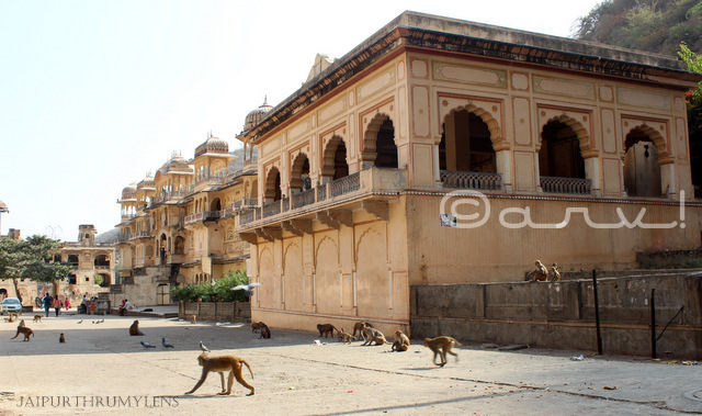 Monkey Temple, Jaipur. Photo cred: Arv.